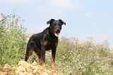 BEAUCERON 220